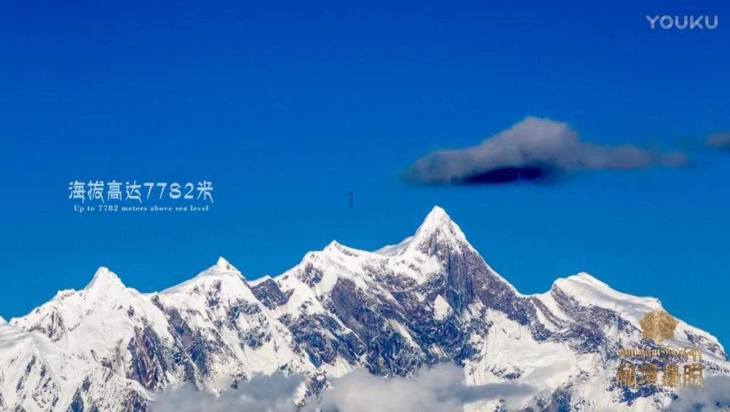 逃离变色龙森林